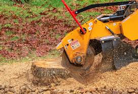 Best Storm Damage Tree Cleanup  in Stanhope, NJ