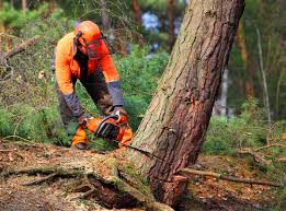 Best Lawn Drainage Solutions  in Stanhope, NJ