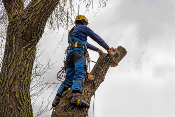  Stanhope, NJ Tree Removal Pros