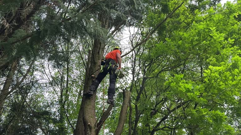 How Our Tree Care Process Works  in  Stanhope, NJ