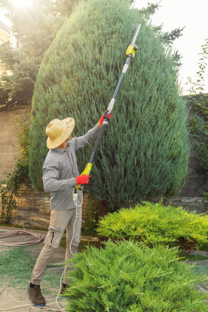 Trusted Stanhope, NJ Tree Removal Experts