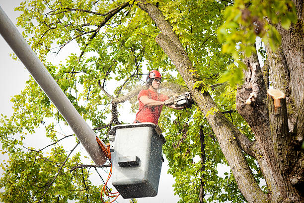 Best Firewood Processing and Delivery  in Stanhope, NJ